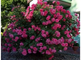 roze